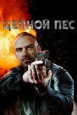  Цепной пёс 